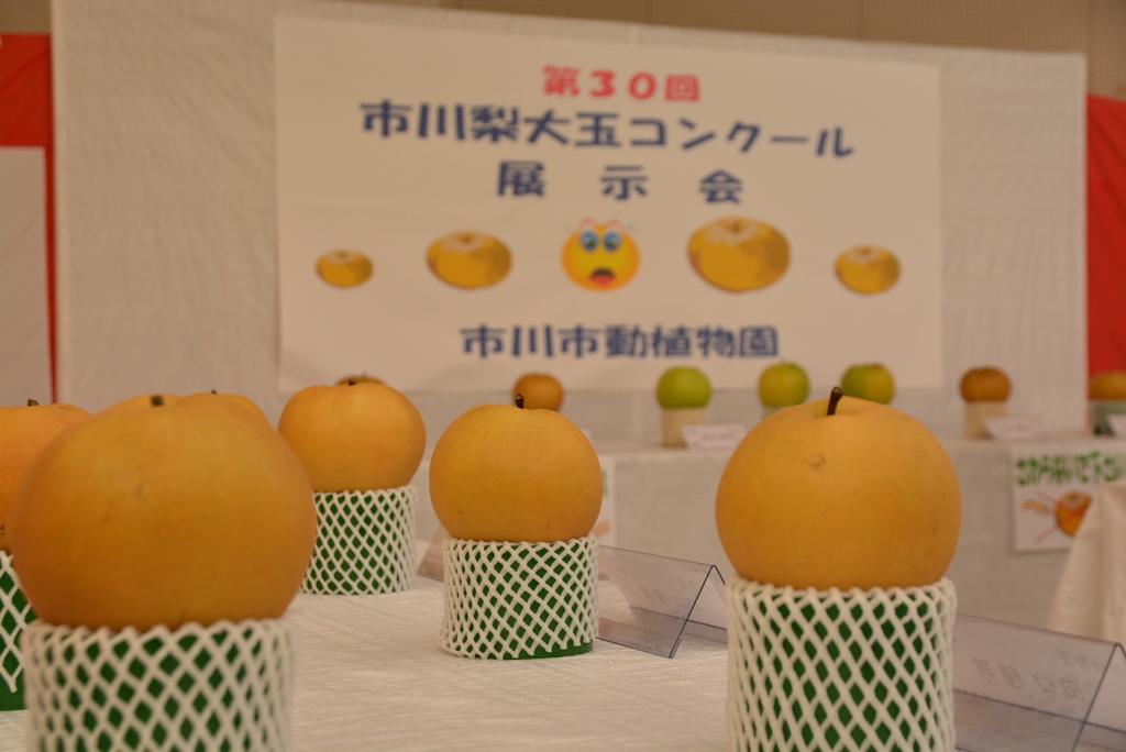 ナシコン