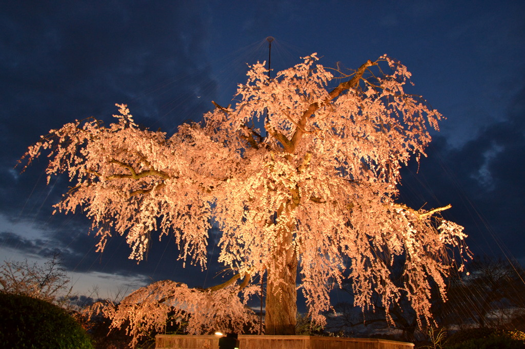 円山公園