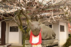 北野の牛