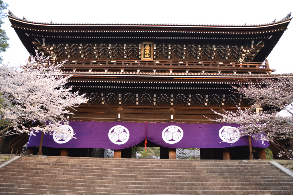 知恩院と桜