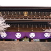 知恩院と桜