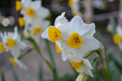 番の州の花