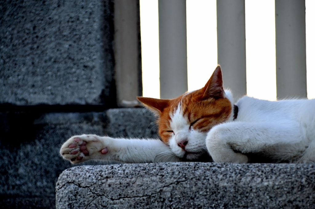 ねこうつつ