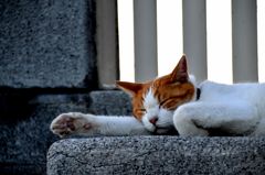 ねこうつつ