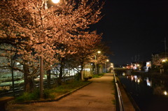 疎水沿い