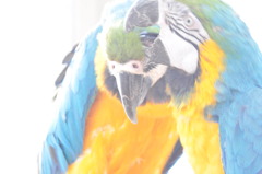 Love Birds
