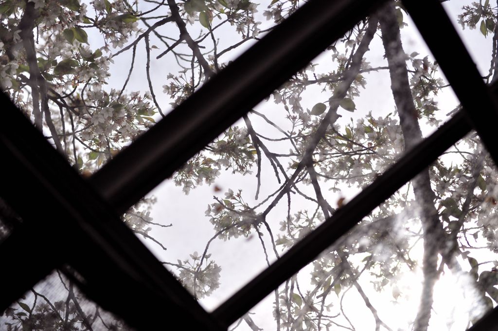 天窓の桜