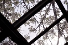 天窓の桜