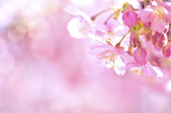 Sakura Prologue#04