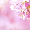 Sakura Prologue#04