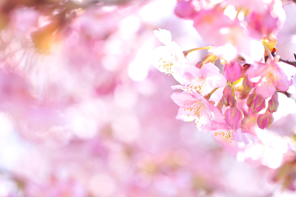 Sakura Prologue#2