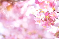 Sakura Prologue#2