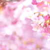 Sakura Prologue#2