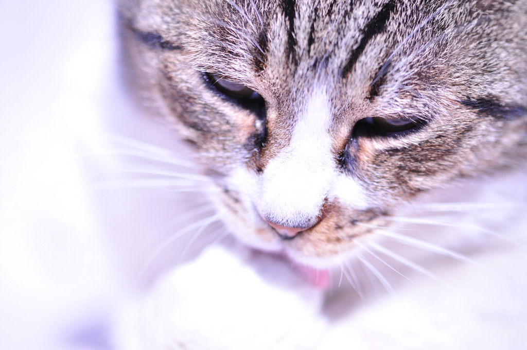 ひだまり猫#02