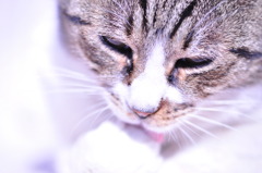 ひだまり猫#02