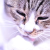 ひだまり猫#02