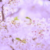 spring shower #06