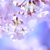 spring shower #03