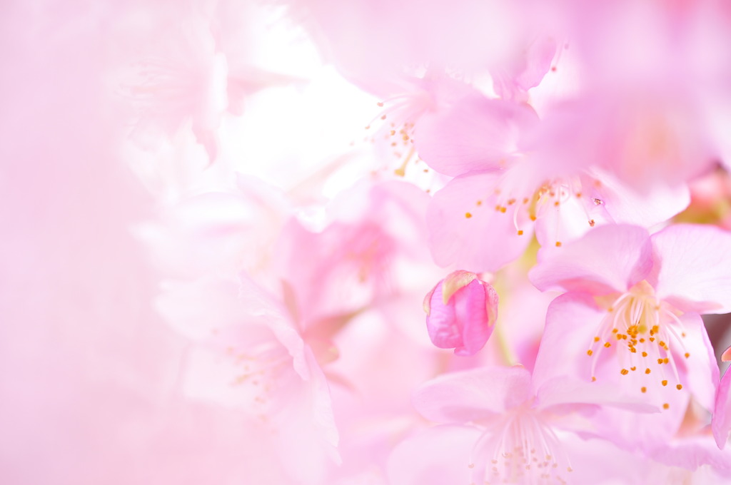 Sakura Prologue #11