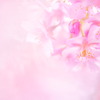 Sakura Prologue #07
