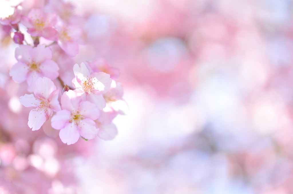 Sakura Prologue#03