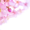Sakura Prologue#01