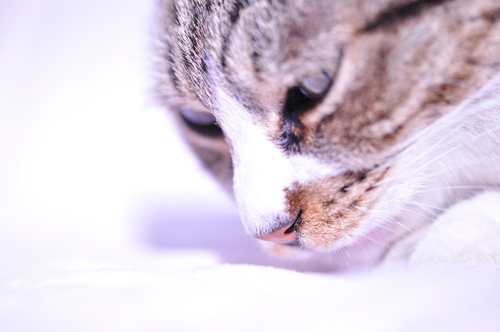 ひだまり猫#01