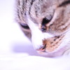 ひだまり猫#01