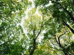 公園の空