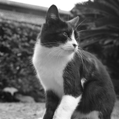 龍馬猫