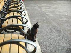 猫