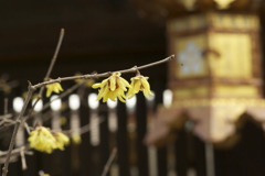 北野天満宮の蝋梅は　　