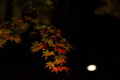 11月27日　19時前の高台寺