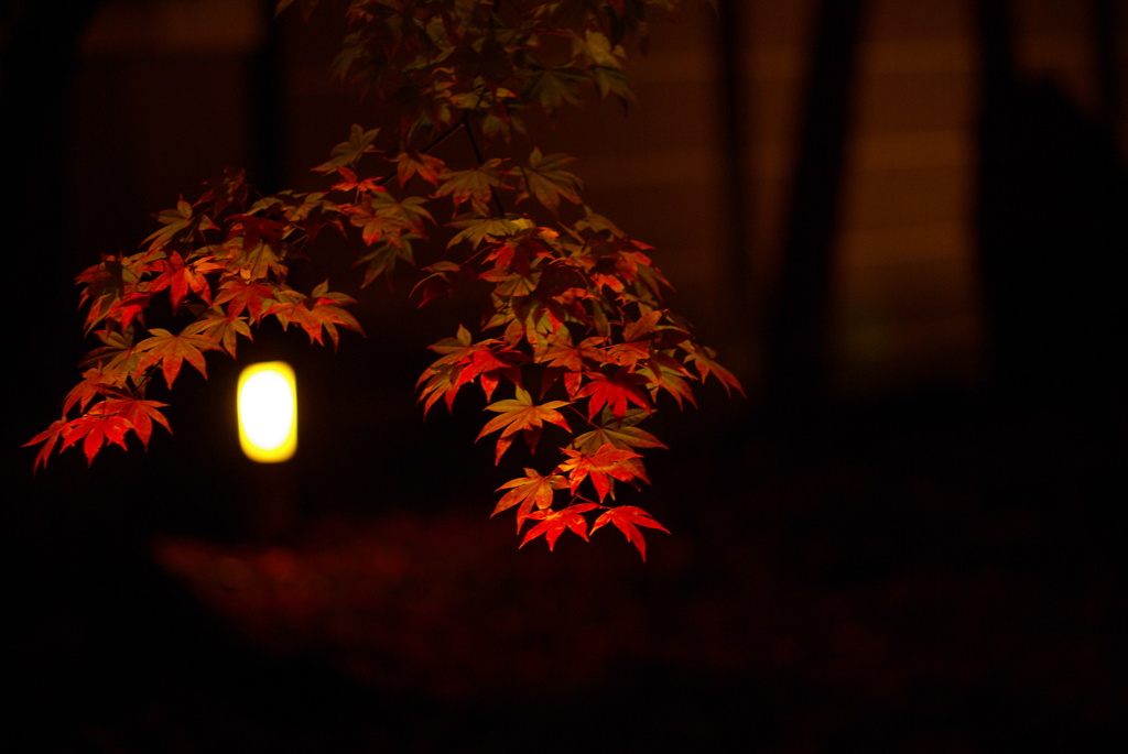 闇夜のもみじ