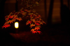 闇夜のもみじ