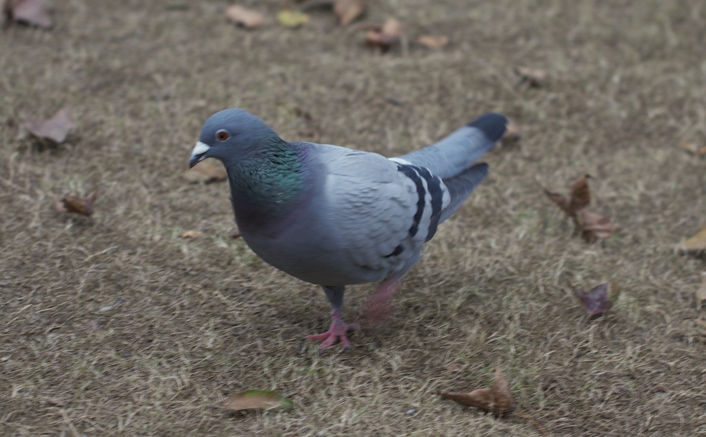 はと