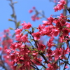 タイワンサクラ