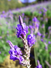 lavender