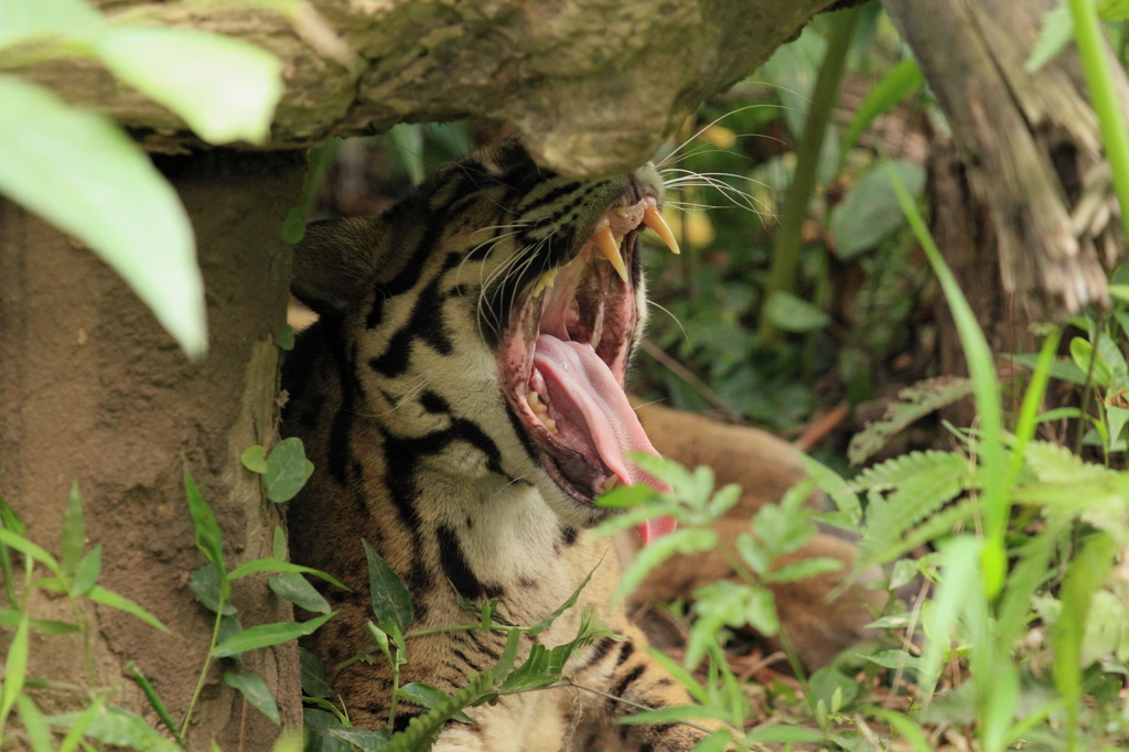 肉食獣の余裕