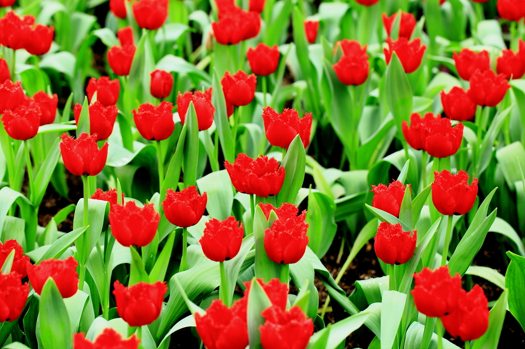tulip