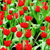 tulip