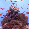 nimo