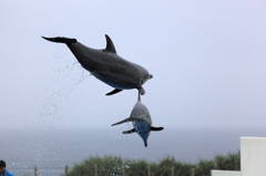 海豚が空を飛ぶ〜♪