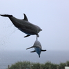 海豚が空を飛ぶ〜♪