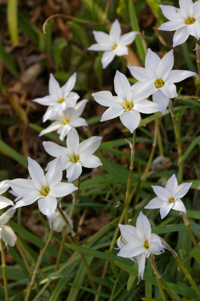 野辺の花１