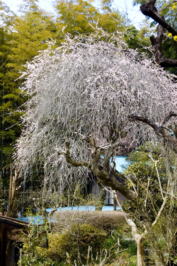 しだれ桜