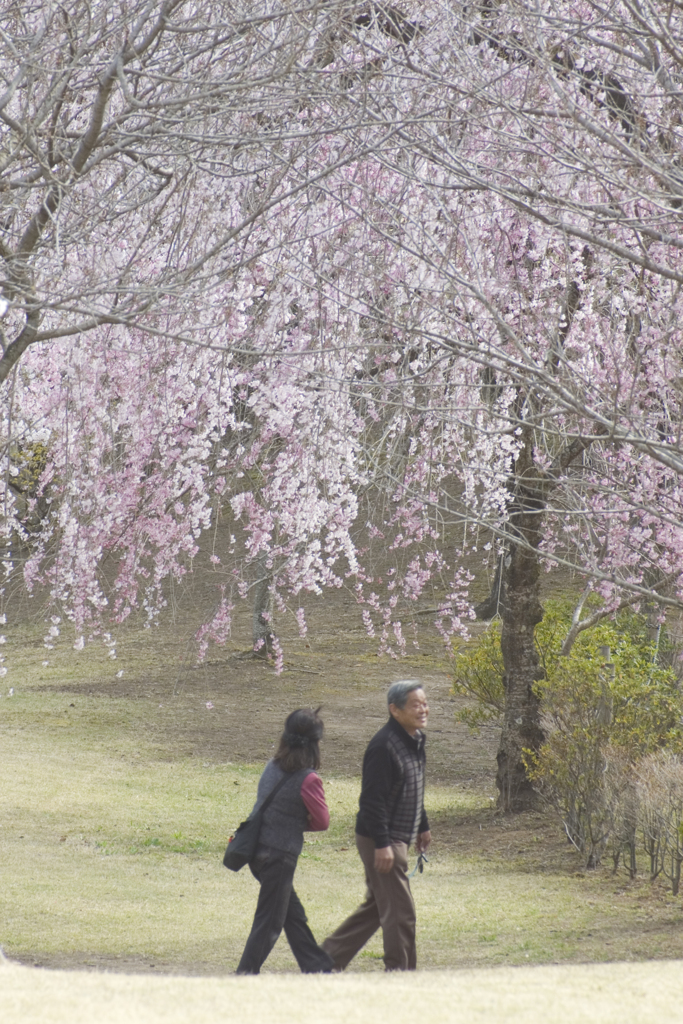 桜のカーテン