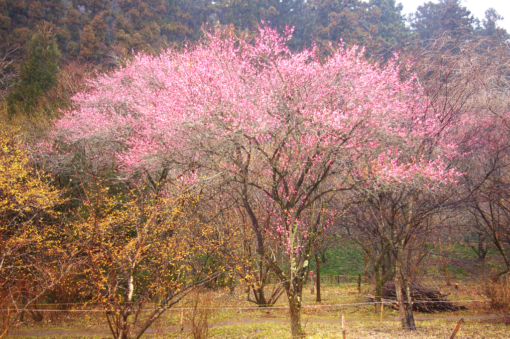 花木