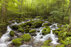 水の森