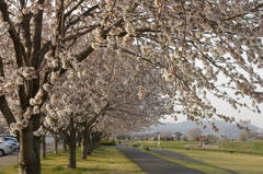 河原の桜並木
